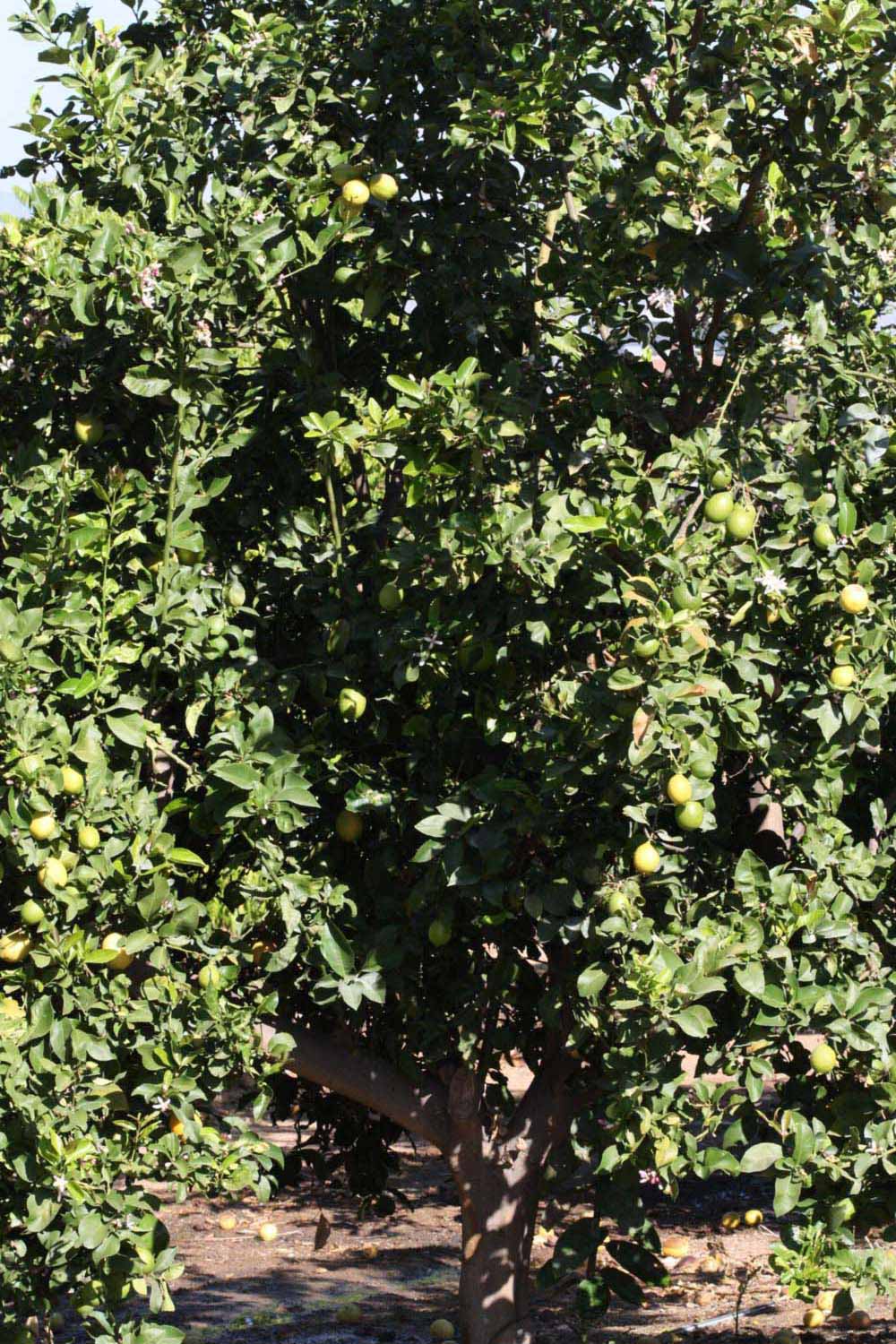            Habit (Riverside, CA)   